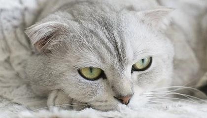 华体会电竞平台-中国青少年篮球发展政策落实现状及优化方案研究，青少年篮球发展现状及对策研究