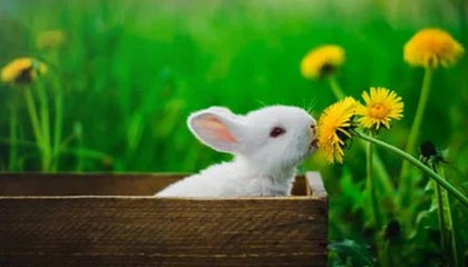 华体会电竞平台-中国青少年篮球发展政策落实现状及优化方案研究，青少年篮球发展现状及对策研究